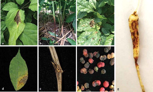 Fig. 1 (Colour online) Representative symptoms of Alternaria spp. on Panax ginseng on leaves (a, d), stems (b, e), seeds (c, f), and roots (g) in the field