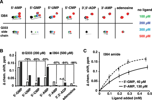 Figure 1. NMR reveals the LaM domain has distinct sites for mononucleotides with a preference for 5´-GMP. (A) Portions of 15N-1H correlation spectra of 15N-labelled LARP1 (323-410) upon addition of nucleotides or adenosine. Nucleotides bearing 3´-phosphates only shifted the Q333 side chain signal while 5´-phosphonucleotides shifted both Q333 and I364. Full spectra are shown in Suppl. Fig. S1. (B) Plot of the magnitude of proton chemical shift changes shows 5´-GMP induced the largest chemical shift changes. n.d.= not determined. (C) Measurement of binding affinities for 5´-GMP and 5´-AMP.