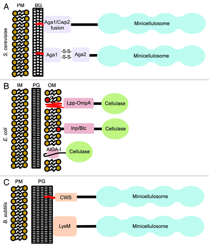 Figure 4. Approaches used to display cellulases and minicellulosomes on different types of microbes. (A) S. cerevisiae: Proteins are displayed on the cell surface by embedding them into the lipid bilayer via a covalently attached C-terminal glycosylphosphatidylinositol (GPI) molecule. Heterologous proteins are displayed by either appending a GPI anchor signal sequence to their C-terminus (typically derived from the Aga1 or Cwp2 proteins) or by expressing them as fusion proteins with Aga2, a yeast protein that associates with the Aga1 protein naturally displayed on the cell surface. ~1 × 104–1 × 105 proteins are attached per cell.Citation35 This approach has been used to display a minicellulosome. (B) E. coli: Heterologous proteins are expressed as fusion proteins with lipoproteins (e.g., Lpp-OmpA, Inp, and Blc) or to the autotransporter AIDA-I. This results in the protein being embedded in the outer membrane (OM). Sixty thousand proteins are attached per cell using the Lpp-OmpA display system.Citation53 At present, only non-complexed cellulases have been displayed using this approach. (C) B. subtilis: Two methods are used to display proteins in this microbe. They are displayed non-covalently by expressing them as fusions with the LysM protein that interacts with cell wall N-acetylmuramic acid and N-acetyl-D-glucosamine.Citation64 Alternatively, proteins containing a C-terminal cell wall sorting signal (CWS) are covalently linked to the peptidoglycan cross-bridge by the sortase transpeptidase enzyme.Citation66 The LysM and sortase approaches are estimated to result in the display of 1.2 × 107and 2.4–3 × 105 proteins per cell, respectively.Citation63,Citation67,Citation68 Both approaches have been used to display minicellulosomes. Key: PM, plasma membrane. BG, β-glucan. IM, inner membrane. PG, peptidoglycan. OM, outer membrane.