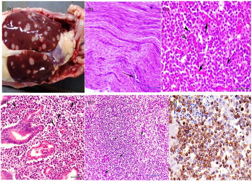 Figure 1. (a) Numerous white neoplastic nodules of variable size throughout the enlarged liver lobes. (b) Peripheral nerve showing mild lymphoblastic cellular infiltration in between the nerve axons (type C MDV nerve lesions). H&E, bar = 50 μm. (c) Liver showing diffuse heavy infiltration of pleomorphic lymphoblastic cells with highly mitotic activities (arrowhead) with scarcely distributed remnants of degenerated hepatocytes (arrows). H&E, bar = 20 μm. (d) Proventriculus of MDV-infected chicken showing mitotic division of pleomorphic lymphoblastic cells (arrowhead), H&E, bar = 20 μm. (e) Kidney showing marked lymphoblastic cellular infiltration (arrowheads) among remnants of degenerated and necrosed renal tubules (arrows). H&E, bar = 50 μm. (f) Hepatocytic lymphoma of MDV-infected chicken immunolabelled with CD3 antibody, counterstained with Mayer’s haematoxylin, immunohistochemistry, bar = 20 μm.