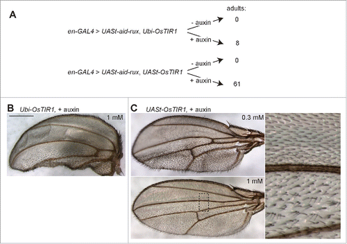 Figure 3. Auxin and OsTIR1 expression suppress Aid-Rux induced lethality during Drosophila development. (A) Schematic illustration of the experimental strategy used for the evaluation of the auxin-inducible degradation system during Drosophila development. Eggs with the indicated genotypes were collected on fly food with or without auxin. While complete developmental lethality was observed in the absence of auxin, the indicated number of adult flies eclosed in the presence of auxin. (B) The posterior wing compartments of en-GAL4>UASt-aid-rux, Ubi-OsTIR1 flies after development in the presence of auxin were observed to be severely reduced. (C) The posterior wing compartments of en-GAL4>UASt-aid-rux, UASt-OsTIR1 flies after development in the presence of auxin were observed to be abnormal as well. Abnormalities were more severe after development in the presence of 0.3 mM compared to 1 mM auxin. While the size of the posterior compartment was usually close to normal, it displayed a multiple wing hair phenotype, as clearly apparent in the high magnification view on the right. Scale bar = 0.4 mm.