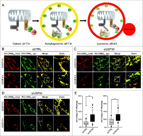 Figure 3. USP30 and USP35 delay PARK2-mediated mitophagy. (A) Schematic representation of the mCherry-GFP-lysosome assay. The ORF of mCherry and GFP in tandem is tagged with an outer mitochondrial membrane-targeting transmembrane domain (RG-OMMTM). When localized in the cytosol and autophagosomes, mCherry and GFP are both fluorescent, resulting in yellow mitochondria. In a low pH environment such as the lysosomes, only the signal of GFP is quenched, resulting in red mitochondria. (B-D) HeLa cells treated with nontargeting siRNA (siCTRL) (B), siRNA against USP30 (siUSP30) (C) or siRNA against USP35 (siUSP35) (D) were cotransfected with RG-OMMTM and Cer-PARK2 (not shown) for 16 h. Cells were treated with CCCP, E-64, and leupeptin, and were imaged live at 0 h and 6 h of the treatment. (E) Quantification of mCherry-GFP-lysosome assay for siUSP30 and siUSP35 versus siCTRL. The total area of mitochondria and the area of red mitochondria in each cell was measured with imaging software Volocity®6.3. The percentages of mitochondria in lysosome of cells from each treatment were plotted in box plots, and rank-sum significance test was performed. (n = 66 per treatment * P < 0.05). Scale bar: 10 µm.