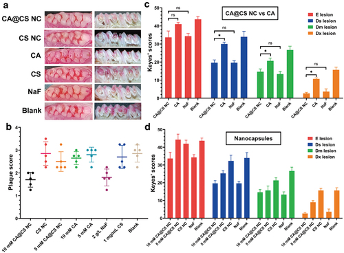 Figure 4. (a) the smooth surface of the tooth after plaque staining, and the section of the tooth after Keyes score staining. (b) Dental plaque staining in rats. (c) Comparison of the lesion of caries between CA@CS NC and CA (d) Effect of CA concentration in the nanocapsules system on Keyes’ scores.