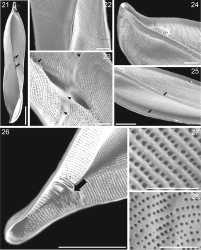 Figs 21–28. SEM microghraphs of Entomoneis annagodhei sp. nov. Fig. 21. Internal valve view showing apical and central sub-compartments (arrows). Fig. 22. External valve view showing oblique transapical fascia and lanceolate slit-like opening of deep raphe canal. Fig. 23. Internal view of central valve area showing oblique transapical fascia with few isolated areolae (arrowheads), central raphe fissures opening into fascia and dense raphe fibulae forming a line (arrow). Fig. 24. External valve view showing acuminate apex and dense smooth and parallel transapical striae and virgae. Fig. 25. External valve view showing linear to undulate external ridges running more or less parallel, and adjacent to the raphe (arrows). Fig. 26. Internal valve view of the apical sub-compartments and irregularly shaped and thickened basal fibulae (arrow). Figs 27–28. External and internal valve view with areola details. Scale bar = 10 µm (Fig. 21), 2 µm (Figs. 22–24), 5 µm (Figs. 25–26), 1 µm (Figs. 27–28).