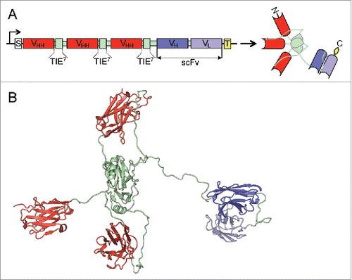 Figure 1. Schematic representation and three-dimensional model of the anti-EGFR x anti-CD3 ATTACK. (A) Schematic diagrams showing the genetic (left) and domain structure (right) of the ATTACK molecule, bearing a signal peptide from the oncostatin M (white box), three anti-EGFR EgA1 VHH genes (red boxes) and three collagen-derived trimerization (TIE) domains flanked peptide linkers (pale green boxes), the anti-CD3 OKT3 scFv gene (blue boxes), and epitope tags (yellow box). Arrows indicate the direction of transcription. (B) Three-dimensional model of the ATTACK molecule.