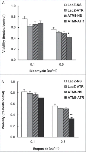 Figure 6. Depletion of ATR in ATM-deficient HME-CC cells sensitizes cells to DNA-damaging drugs (A) Bleomycin and (B) Etoposide. Cells were induced for ATR shRNA expression by doxycycline for 2 d prior to drug treatment and cell viability was evaluated by CellTiter-Blue assay at 48 h post drug treatment. All presented values were calculated by dividing the average fluorescent signal in treated cells with that in its own time-matched untreated counterpart. *means cell viability is significantly different from wild-type (LacZ-NS) (P < 0.05); **means change in cell viability due to ATM/ATR double depletion is significantly greater than the sum of that due to ATM or ATR depletion alone (P < 0.05).