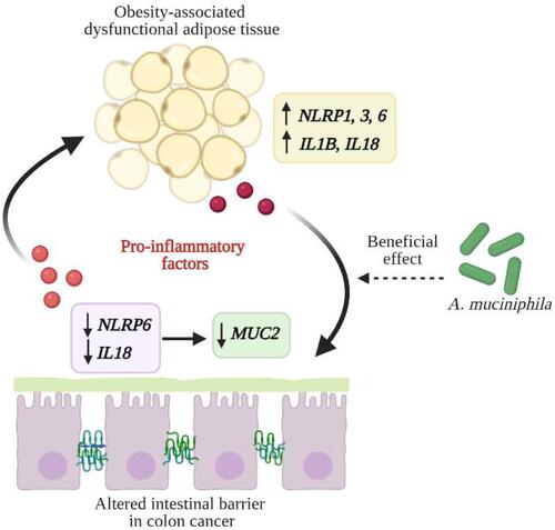 Figure 7 Proposed mechanism in the crosstalk between visceral adipose tissue (VAT) and colon in the development of colon cancer (CC) in an obesity context. The downregulated levels of NLRP6 and IL18 in colon cancer (CC) may be responsible of a diminished intestinal-barrier integrity, triggering local inflammation which in turn acts on dysfunctional adipocytes increasing the expression of NLRP3, NLRP6 and its pro-inflammatory mediators IL1B and IL18 promoting a vicious cycle of uncontrolled inflammatory cascades that favours a pro-tumorigenic microenvironment for CC development.