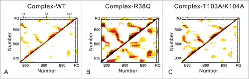 Figure 3. Dynamical cross-correlated map of complex-WT (A), complex-R38Q (B) and complex-T103A/K104A (C) systems. Positive correlations and negative correlations are mapped in the upper left triangle and lower right triangle, respectively. Deeper color indicates more correlated (or anti-correlated). Both x and y axes of the map are residue indices in RRM domain (chain B) and nucleotide indices in chain Q of RNA. In curve of complex-WT, RNA shows positive correlations with the antiparallel β-sheet at residues Phe27, Phe65 and Phe98-Met105.