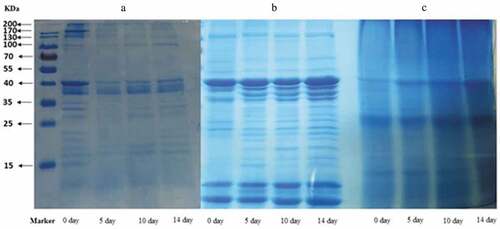 Figure 3. SDS-PAGE patterns of myofibrillar proteins (a), sarcoplasmic proteins (b), and alkali-soluble proteins (c) from skate muscle during fermentation