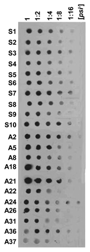 Figure 1. DNA aptamers detect prion aggregates of Sup35 partially purified from cells of 5V-H19 [PSI+]s [PIN+]. The [psi-] [pin-] derivative of this strain was used as a control. Aptamer IDs are presented on the left. Samples of protein aggregate fraction were serially diluted in 2-fold increments, as indicated on the top.