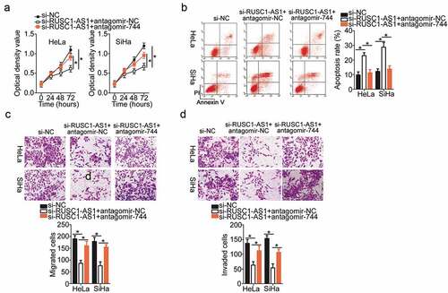 Figure 5. MiR-744 inhibition attenuated the actions of RUSC1-AS1 knockdown on the proliferation, apoptosis, migration, and invasiveness of cervical cancer cells. Either antagomir-744 or antagomir-NC was transfected into HeLa and SiHa cells in the presence of si-RUSC1-AS1. The transfected cells were subjected to the following assays. (a, b) The proliferation and apoptosis of the above-mentioned cells were determined in the CCK-8 and flow-cytometric assays. (c, d) The migratory and invasive capabilities of HeLa and SiHa cells treated as described above were evaluated in migration and invasion assays. *P < 0.05 and **P < 0.01