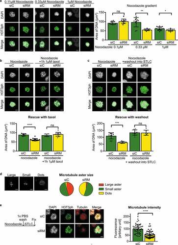 Figure 2. Chromosome clustering in RepoMan-depleted cells is reversible