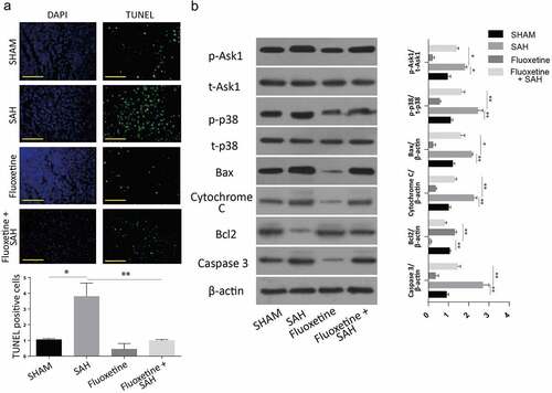 Figure 6. Delivery of Fluoxetine reduces the apoptosis through Notch1/ASK1/p38 MAPK signaling pathway. A: TUNEL assay showing the number of apoptotic cells in SAH model after Fluoxetine treatment. B: Western blot analysis of Notch1/ASK1/p38 MAPK signaling pathway dependent apoptosis after delivery of Fluoxetine in SAH-induced animal model. (n = 6 each group; *p < 0.05, **p < 0.01).