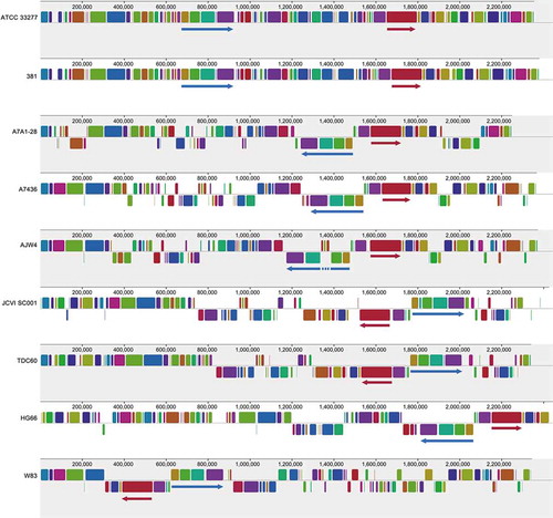 Figure 2. Syntenic analysis of 9 P. gingivalis genomic sequences. Of the 35 currently available P. gingivalis genomics sequences, eight are considered finished with one final successfully assembled contig. The sequence of JCVI SC001 appears to have a one-contig circular sequence under the Genbank Accession number CM001843, however it is a pseudo-contig generated by ordering the 284 unassembled contigs using the sequence of strain TDC60 as the template. Thus, the syntenies, illustrated as the same color across different genomes, of JCVI SC001 appear to be in similar order of those in TDC60 and may not be the true order in this genome. Syntenies were detected with the “MUAVE” program (version 2.4.0) [Citation57] and were illustrated as rectangles of the same colors across all genomes. Two groups of syntenies were indicated with blue and red arrows underneath to exemplify the different rearrangement and inversion events in different genomes for this species