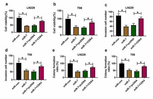 Figure 7. The effect of miR-7 and CDK4 on glioma progression. Cell viability (a and b), invasion (c and d), and colony formation ration (e and f) were determined in LN229 and T98 cells transfected with miR-con, miR-7 mimic, miR-7 mimic + pcDNA or CDK4 overexpression vector. *P < 0.05