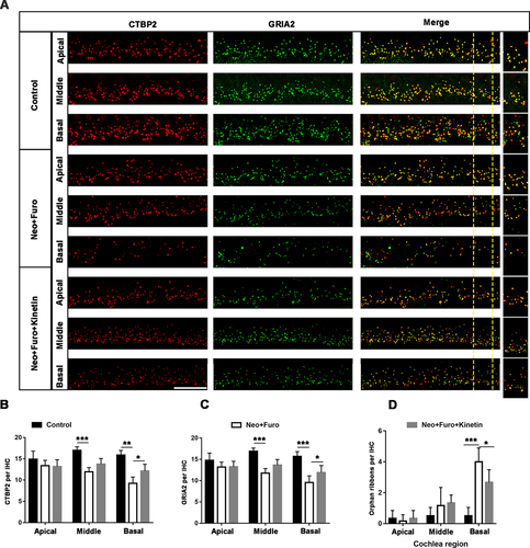 Figure 8. Kinetin prevents neomycin-induced ribbon synapse damage in vivo. (A) Representative images of CTBP2-labeled pre-synapses and GRIA2-labeled post-synapses in cochlear apical, middle, and basal turns in C57BL/6 mice after exposure to neomycin for 7 days. Significant differences are evident between the control (saline), neomycin, and kinetin exposure groups. neo: 100 mg/kg neomycin, Furo: 200 mg/kg furosemide, Kinetin: 30 mg/kg kinetin. Scale bar: 10 µm. (B) Quantification of the CTBP2 puncta in A, n = 3. (C) Quantification of the GRIA2 puncta in A, n = 3. (D) The quantification of orphan ribbons after neomycin and kinetin treatment. All groups contained 4 mice. For all experiments, *p < 0.05, ** p < 0.01, and ***p < 0.001. Data are shown as means ± S.D.