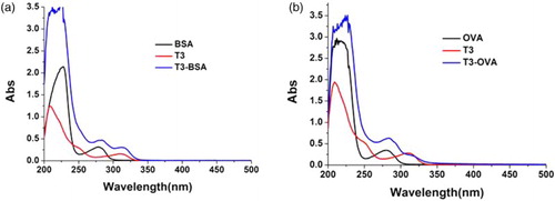 Figure 1. The UV–Vis absorption spectra of T3-BSA and T3-OVA.