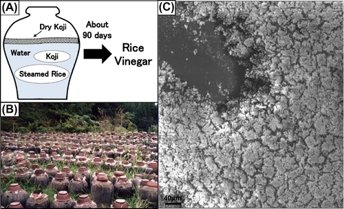 Fig. 3. Fermentation process of Fukuyama pot vinegar (A), picture of landscape of fermentation (B), and SEM picture of mixed-species biofilm (C).Citation20–30)