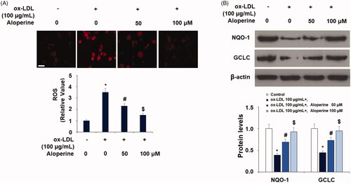 Figure 1. Aloperine ameliorated ox-LDL-induced oxidative stress in HUVECs. Cells were cultured with ox-LDL (100 µg/mL) with or without aloperine (50,100 μM) for 24 h. (A). Intracellular ROS. Scale bar, 100 μm; (B). Expression of anti-oxidative factors NQO-1 and GCLC (*, p < .01 vs. vehicle group; #, p < .01 vs. ox-LDL treatment group; $, p < .01 vs. ox-LDL + 50 μM aloperine group).