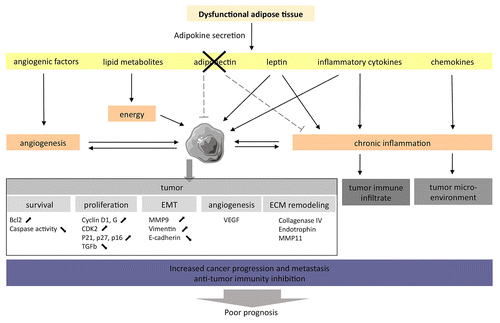 Figure 1. The adipose tissue of obese individuals may favor the establishment of a microenvironment that support oncogenesis and tumor progression. The adipose tissue associated with obesity displays an altered adipokine secretion pattern, hence favoring the establishment of a chronic inflammation state that promotes oncogenesis and tumor progression.