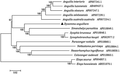 Figure 1. The phylogenetic tree based on complete mtDNA sequences using the neighbour-joining method in MEGA 6. Dysomma anguillare was highlighted with a black triangle.