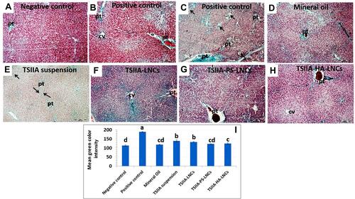 Figure 6 (A–H) Photomicrographs of liver sections of groups and (I) semiquantitative analysis of fibrous tissue (green color) using ImageJ software. (A) Negative-controlgroup showed classical distribution of collagen fibers mainly around blood vessels, especially in portal tracts (Pt). (B and, C) Positive-controlgroup demonstrated a massive increase in collagen fibers extending between Pt forming pseudolobulation around all central veins (CVs). Arrows in C point to existing necrotic areas. (D) Mineral-oil group revealed a slight increase in collagen distribution around Pt. (E) TSIIA suspension–treated rats showed a marked increase in collagen deposition extending mainly from one Pt to the other, starting pseudolobulation (arrows). (F) TSIIA-LNC group presented a marked increase in collagen fibers extending around hepatic tissue. (G) TSIIA-PS-LNC group exhibited a mild increase in collagen fibers around Pt. (H) TSIIA-HA-LNC group demonstrated mild increase in collagen fibers around Pt and CVs and extending between the hepatocytes. Masson’s trichrome stain Mic magnification 100×. (I) Semiquantitative analysis of fibrous tissue (green) in study groups using imageJ software. Data expressed as means ± SEM (n=7). Data were analyzed using one-way ANOVA followed by post hoc test (Duncan) for group comparisons. Means of similar symbols were statistically insignificant: a > b > c > d (p≤0.05).