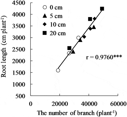 Figure 2. Correlation between the numbers of root branches and root lengths in upland rice. *** indicates 0.1% level of significance.