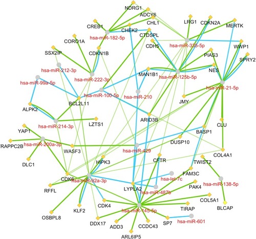 Figure 3 The miRNA–mRNA regulatory network.