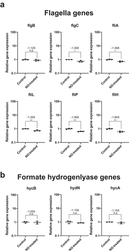 Figure 3. Nitric oxide stress alone is not sufficient to increase the transcription of flagella biosynthesis genes and formate hydrogenlyase genes in E. coli Nissle. Cultures of E. coli Nissle were grown in triplicate to their logarithmic growth phase (LB media, 37°C, 220 rpm) and subjected to nitric oxide stress by addition of 100 µM of a nitric oxide donor, spermine NONOate, for 1 h. Pellets were harvested and RNA was extracted for qRT-PCR. Gene expression for each target was normalized to the geometric mean of two independent housekeeping genes: 16S rRNA and cysG. Fold increase (or fold decrease as a negative number) between NONOate-treated and untreated (control) cells are indicated above each mean as well as the result of Student t-test (* = p value<.05, n.s. = not significant)