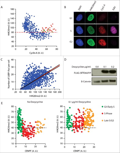 Figure 3. The number of 53BP1 foci correlates with the level of H4K20me2. a) Fluctuation of H4K20me2 throughout the cell cycle. Asynchronous HeLa cells were pulsed for 45 min with 10 µM EdU and stained for Cyclin A, EdU and H4K20me2. Levels of H4K20me2 of each cell were plotted against the levels of cyclin A. Levels are represented as mean fluorescence intensity (arbitrary units). Red dots indicate late G2 cells (EdU negative and high Cyclin A) that show high levels of H4K20me2. Green dots indicate late G2 cells that haven't re-established H4K20me2 levels yet. Red dashed line mark differentiates high levels of H4K20me2 typical of G1/Early S-phase cells and low levels of H4K20me2 typical of S-phase cells. b) Representative images of experiment in a). c) 53BP1 foci formation is proportional to the levels of H4K20me2. Cells were irradiated with 5 Gy and stained for 53BP1 and H4K20me2 after 2 h recovery. The number of 53BP1 foci was plotted against the levels of H4K20me2 represented as mean fluorescence intensity (arbitrary units). Calculated correlation index is 0.49. d) Western blot analysis of flag-tagged SetD8ΔPIP overexpression in U2OS cells incubated with 0.1 µg/ml and 0.2 µg/ml of doxycycline for 16 h. Anti-flag antibody was used to detect flag-tagged SetD8ΔPIP. e) In parallel, cells were stained for H4K20me2 and CENPF, which mirrors cyclin A expression from G1 to G2 phase of the cell cycle. Cells not treated with doxycycline show fluctuation of H4K20me2 (left). Induction of SETD8ΔPIP overexpression with 0.1 µg/ml doxycycline for 16 h increases H4K20me2 levels in S-phase (right). G1/Early S, S-phase and Late S/G2 cells are characterized using 2 thresholds of CENPF levels. Black dashed line differentiates high levels of H4K20me2 typical of G1/Early S-phase cells and low levels of H4K20me2 typical of S-phase cells. Levels are represented as mean fluorescence intensity (arbitrary units).