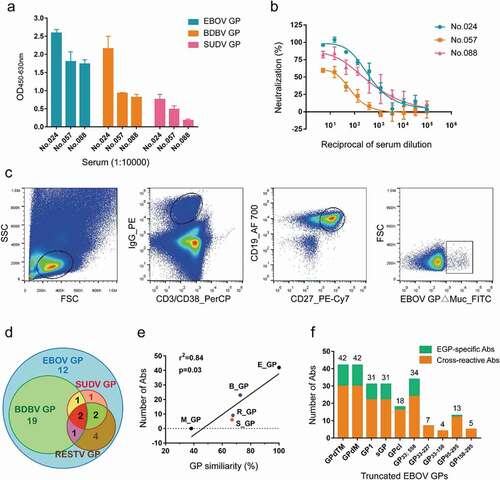 Figure 2. Isolation of GP-specific monoclonal antibodies. (a) Binding capacity of the serum of vaccine-immunized subjects # 024, 057, and 088 to EBOV GP, BDBV GP, and SUDV GP. Values represent the difference in optical density (OD) between sera (1:10,000) on day 28 post-boost immunization and day 0 from the same donor. See also Figure S1a. (b) Neutralizing capacity of the serum of vaccine-immunized subjects # 024, 057, and 088 against pseudotyped HIV-EBOV GP-Luc. Data on the curve represent the difference in neutralization ability between sera on day 28 post-boost immunization and day 0 from the same donor. (c) Sorting of CD3−/CD38−/IgG+/CD19+/CD27+/GP∆Muc+ single memory B cells obtained from PBMCs one month post-boost immunization to identify GP-specific mAbs. (d) Number of specific or cross-reactive antibodies identified using the supernatants of Ig genes linear expression cassettes. See also Figure S1b. (e) Correlation between GP sequence similarity to EBOV GP and number of binding antibodies. (f) Number of antibodies binding to different truncated EBOV GPs determined by ELISA using 293 T supernatants. See also Figure S1b