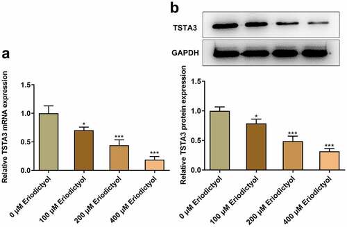 Figure 3. Eriodictyol treatment reduces TSTA3 expression in CRC cells. HCT116 cells were treated with 0, 100, 200, 400 μM eriodictyol for 48 h. (a) RT-qPCR was employed to detect TSTA3 mRNA level in CRC cells. (b) Western blot analysis was employed to detect TSTA3 protein level in CRC cells. * p < 0.05, *** p < 0.001 versus 0 μM Eriodictyol.