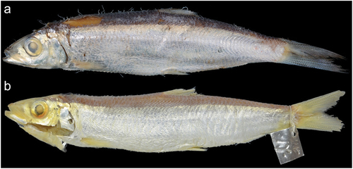 Figure 2. (a) non-type specimen of Dussumieria elopsoides (preserved) (KAUM–I. 97199, 107.7 mm SL, Timor, Indonesia); (b) lectotype of D. elopsoides (BMNH 1867.11.28.17, 124.7 mm SL, Java, Indonesia). Abbreviations: KAUM, Kagoshima University Museum; BMNH, British Museum of Natural History; SL, standard length.