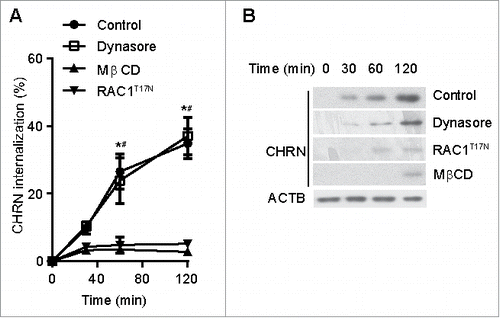 Figure 3. Endocytosis of CHRN is mediated via a lipid raft-mediated pathway. (A) C2C12 cells were transfected with a plasmid encoding RAC1T17N, or pretreated with Dynasore (50 μM) or MβCD (5 μM) before incubation with Alexa Fluor 488-conjugated anti-CHRN antibody (mAb210) at 4°C for 1 h, then the cultures were switched to 37°C for different times to induce CHRN endocytosis. After acidic washes, the cells were fixed and analyzed using flow cytometry. (B) C2C12 cells were transfected with a plasmid encoding RAC1T17N, or pretreated with Dynasore (50 μM) or MβCD (5 μM) before being incubated with biotin-CHRN antibody (mAb210) at 4°C for 1 h, and then switched to 37°C for different times to induce CHRN endocytosis. After acidic washes, the cell lysate was prepared and subjected to SDS-PAGE and blotted with streptavidin-HRP. Shown is a representative image of 3 experiments (B), and the quantitative data are presented as the mean ± SEM of 3 experiments (A). *p < 0.05, between the MβCD group and the control group; # p < 0.05, between the RAC1T17N group and the control group.