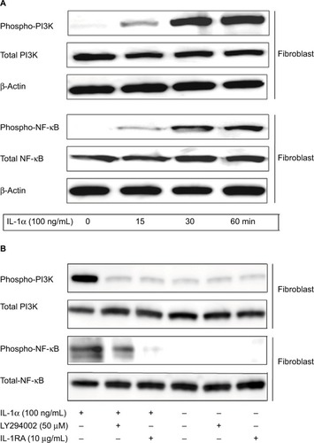 Figure 6 IL-1α-induced phosphorylation of PI3K/NF-κB signaling in fibroblast.