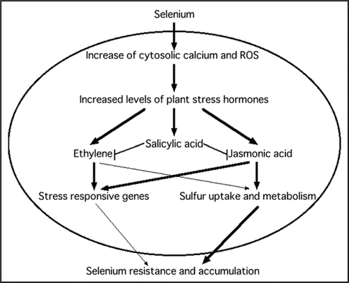 Figure 2 Schematic model for plant selenium responses.
