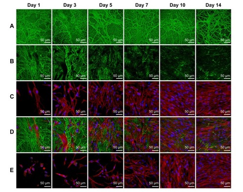 Figure 3 Morphology of the fibrin nanocoating (green) on PLA membranes in six cell culture intervals incubated without cells at 37°C, 5% CO2 (A), incubated with human dermal fibroblasts (B – only fibrin nanocoating, C – only cells, D – fibrin nanocoating with cells). Cells on nonmodified PLA membranes (E).Notes: Cells cultivated in the standard cell culture medium. The fibrin nanocoating was stained by immunofluorescence. The cells were stained with phalloidin conjugated with TRITC and Hoechst #33258. Leica TCS SPE DM2500 confocal microscope, obj 40×/1.15 NA oil.Abbreviations: PLA, polylactide; obj, objective; NA, numerical aperture; PLA F, fibrin nanocoating on PLA.