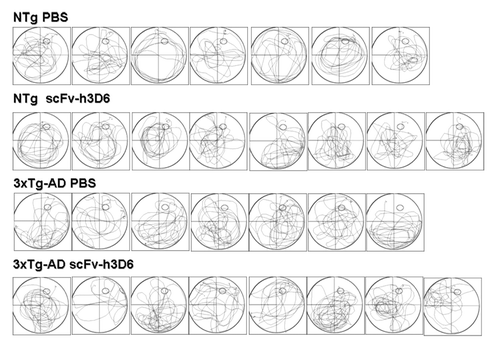 Figure 4. Trajectories of the animals during the probe trial. The figure illustrates the navigation trajectories of all the animals during the probe trial which are thereafter (see Table 2) used to quantify the search strategy according to Lang et al.Citation51