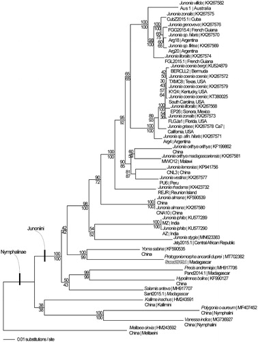 Figure 1. Maximum likelihood phylogeny (GTR + G model, likelihood score (84716.13)) of Protogoniomorpha ancardii duprei, 28 additional mitogenomes from tribe Junoniini, and 4 outgroup species from other tribes in subfamily Nymphalinae based on 1 million random addition heuristic search replicates (with tree bisection and reconnection). One million maximum parsimony heuristic search replicates produced 8 trees (parsimony score 13,373 steps) which differ from one another only by the arrangement of Junonia coenia mitogenomes and one of which has an identical tree topology to the maximum likelihood tree depicted here. Numbers above each node are maximum likelihood bootstrap values and numbers below each node are maximum parsimony bootstrap values (each from 1 million random fast addition search replicates).