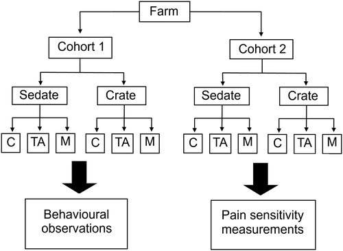 Figure 1. Diagrammatic representation showing the allocation within farms of calves to be disbudded in a crate or sedated, and to receive no further treatment (C), or receive a topical anaesthetic (TA) or meloxicam (M). The first cohort was observed after disbudding for behavioural measurements, and 3–21 days later the second cohort had pain sensitivity measurements recorded after disbudding.