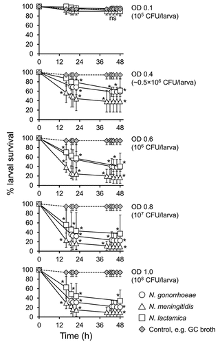 Figure 6. Survival of Galleria mellonella infected with other Neisseria species. Healthy larva (n = 10 per group) were infected with differing doses N. gonorrhoeae, N. meningitidis, or N. lactamica, incubated at 37°C and examined for survival by response to touch over a period of 48 h. Symbols represent the mean survival from a minimum of 3 independent experiments and error bars represent the standard deviation of the mean. Unpaired t test was done to compare survival of larvae infected with the different Neisseria spp. and the control GC broth group at each time point. * denotes statistical significance with P < 0.02. Unpaired t test was also done at each time point to compare between the different Neisseria spp. on survival of G. mellonella. ns, not significant p > 0.05