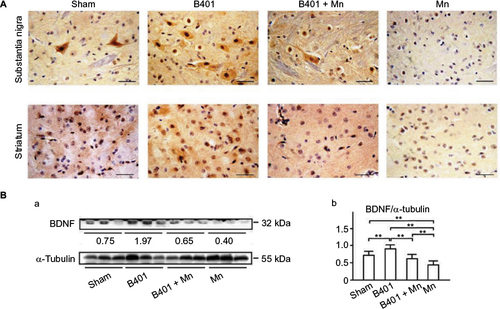 Figure 4 Expression levels of BDNF were increased significantly in the brain tissue of Mn-treated mice with oral B401 treatment.