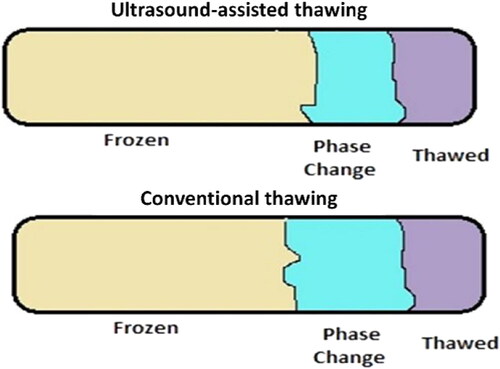 Figure 3. Phase change region of conventional and ultrasound-assisted thawing. Source: This figure was created with BioRender.com