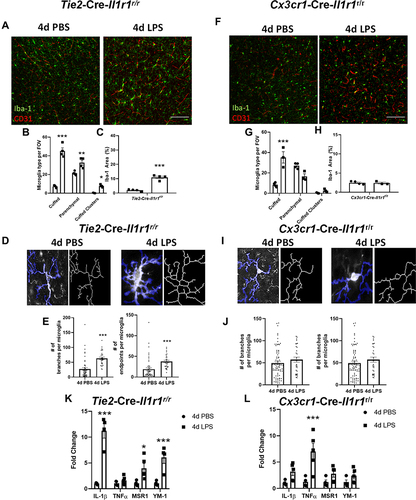 Figure 3 Endothelial IL-1R1 modulates microglial-vasculature interactions. Representative immunofluorescent images of Iba-1 (green) and CD31 (red) following 4d PBS or 4d LPS in Tie2-Cre-Il1r1r/r mice (A) or Cx3cr1-Cre-Il1r1r/r (F). Counts of cuffed, parenchymal, and clusters of cuffed microglia in Tie2-Cre-Il1r1r/r (B) or Cx3cr1-Cre-Il1r1r/r (G) following 4d PBS or 4d LPS (Tie2-Cre-Il1r1r/r n=4; Cx3cr1-Cre-Il1r1r/r n=3–4). Quantification of Iba-1% area in Tie2-Cre-Il1r1r/r (C) or Cx3cr1-Cre-Il1r1r/r (H) mice treated with 4d PBS or 4d LPS (Tie2-Cre-Il1r1r/r n=4; Cx3cr1-Cre-Il1r1r/r n=3–4). Representative images of individual Iba-1+ microglia overlaid with a thresholded mask and skeletonized structure by Cell Profiler 3.0 (D and I). Quantification of the branches and endpoints of individual skeletonized microglia from Tie2-Cre-Il1r1r/r (E) or Cx3cr1-Cre-Il1r1r/r (J) mice treated with 4d PBS or 4d LPS (Tie2-Cre-Il1r1r/r n=40 individual microglia, n=4-5 mice; Cx3cr1-Cre-Il1r1r/r n=30–70 individual microglia, n= 4–5. Quantification of the relative hippocampal tissue mRNA expression of IL-1β, TNFα, YM-1, and MSR1 from Tie2-Cre-Il1r1r/r (K) or Cx3cr1-Cre-Il1r1r/r (L) animals treated with 4d PBS vs 4d LPS (Tie2-Cre-Il1r1r/r n=4-5; Cx3cr1-Cre-Il1r1r/r n=4–5). Scale bar = 100μm. Bars represented as mean ± standard error. Data denoted with asterisk (*) were determined as statistically significant from corresponding control group (P < 0.05) following F-protected post hoc test. *p < 0.05, **p < 0.01, ***P < 0.001.