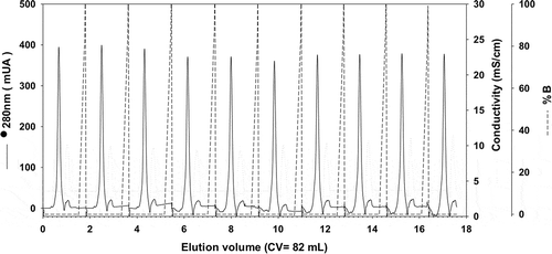 Figure 3. Consecutive chromatographic refolding batches of rTSA-1.Chromatographic profile of ten consecutive SEC refolding batches of denatured rTSA-1 using a 82 mL volume (Column Volume) of Sepharose 6FF (GE Healthcare, UK) packed into a 1.5 x 50 cm. Absorbance at 280 nm (solid lane) and 0 to 8 M urea gradient (dashed lane). See Materials and methods for details.