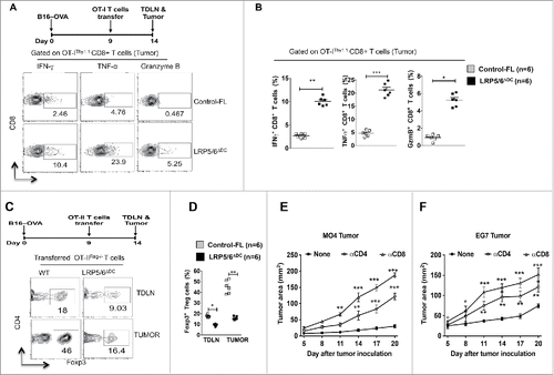 Figure 3. Loss of LRP5/6 in DCs promotes effector T cell differentiation whereas limits regulatory T cell differentiation. (A, B) In vivo OT-I CD8+ T cell differentiation in Control-FL and LRP5/6ΔDC mice in response to B16-OVA (MO4) tumors. Representative dot plots and percentages percentage of OVA-specific IFNγ+CD8+, Granzyme B+CD8+ and TNF-α+CD8+ T cells in tumors isolated from Control-FL and LRP5/6ΔDC mice (n = 6). (C, D) In vivo OT-II Treg differentiation in Control-FL and LRP5/6ΔDC mice in response to B16-OVA (MO4) tumors (n = 6). (E) MO4 melanoma and (F) EG7 tumor growth in LRP5/6ΔDC in response to α-CD4+ antibody or α-CD8+ antibody treatment (n = 6). Data represents cumulative percentage of OVA-specific Foxp3+CD4+ T cells in TDLNs and tumors isolated from Control-FL and LRP5/6ΔDC mice (n = 5). *p < 0.05; **p < 0.01; ***p < 0.001.
