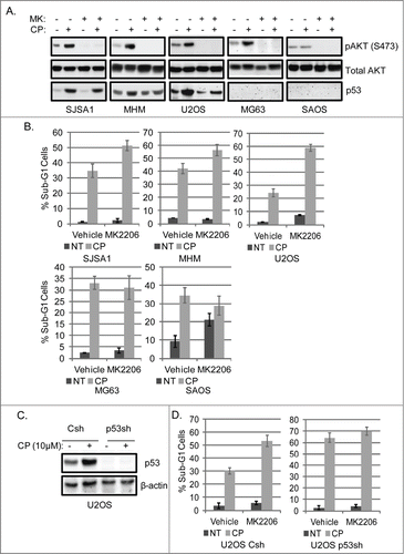 Figure 3. Inhibition of AKT increases CP-induced apoptosis in OS cells expressing WT p53 but not p53-null cells. (A) OS cells lines were treated with CP alone (5 μM for SJSA1 and MG63, 10 μM for MHM and U2OS, 2 μM for SAOS) or CP plus MK2206 (MK, 10 μM) for 48 hours. Whole cell lysates were immunoblotted for pAKT (S473), p53, and β-actin. (B) The cells were treated with CP and MK2206 (doses as above) singly or combined for 72 hours and analyzed with FACS for sub-G1 apoptosis. Average percent apoptotic cells from triplicate experiments is graphed with standard deviation indicated. There is significant difference between CP and CP plus MK (p < 0.01) in SJSA1, MHM, and U2OS cell lines and no significant difference (p > 0.5) in MG63 and SAOS cells. (C) U2OS cells expressing control shRNA (Csh) or p53 shRNA (p53sh) were treated with 15 μM CP for 48 hours and whole cell lysates immunoblotted for p53 and β-actin. (D) U2OS cells expressing control shRNA (Csh) or p53 shRNA (p53sh) were treated with 15 μM CP and 10 μM MK singly or combined for 72 hours and analyzed with FACS for sub-G1 apoptosis. Average percent apoptotic cells from triplicate were presented as a graph with standard deviation indicated. There is significant difference between CP and CP plus MK (p < 0.01) in Csh cells but not in p53 sh cells (Representative of at least 3 independent experiments).