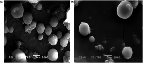 Figure 3. SEM micrographs of freeze dried (a) plain and (b) Enox-Alb MS of formula F8. Magnification ×2700.