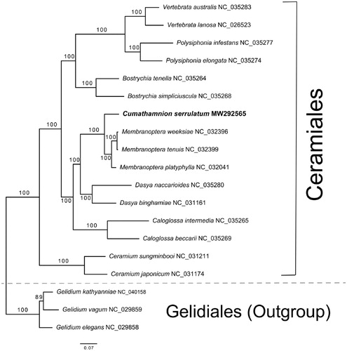 Figure 1. Maximum likelihood (ML) tree with 177 concatenated plastid proteins from 16 species of Ceramiales and three species of Gelidales (Outgroup).