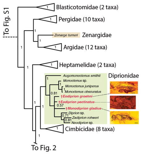 Figure 1. Phylogeny of Tenthredinoidea derived from Bayesian analyses, part 1 (all families except Athaliidae and Tenthredinidae). All families except Diprionidae collapsed, number of included taxa indicated in parentheses. For complete tree, see Supplemental material Fig. S1. Support values given at nodes. Positions of †Eodiprion spp. and †Monodiprion indicated in red.